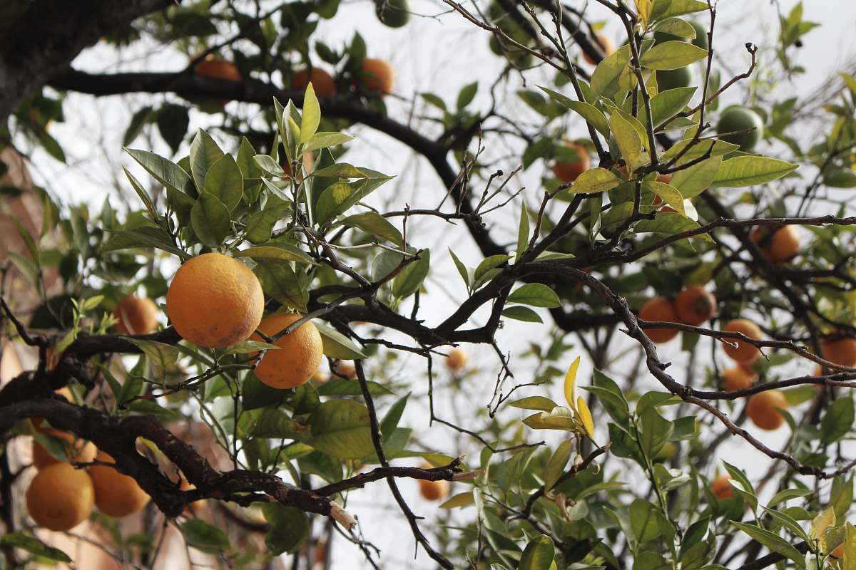 citrus fruit orange fruits in tree orange